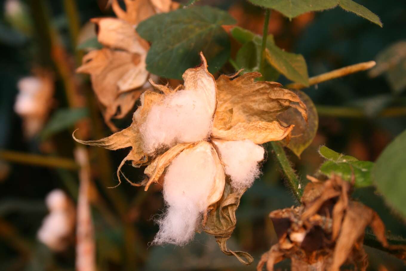 Image of upland cotton