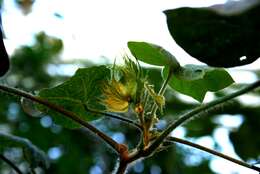 Image of upland cotton