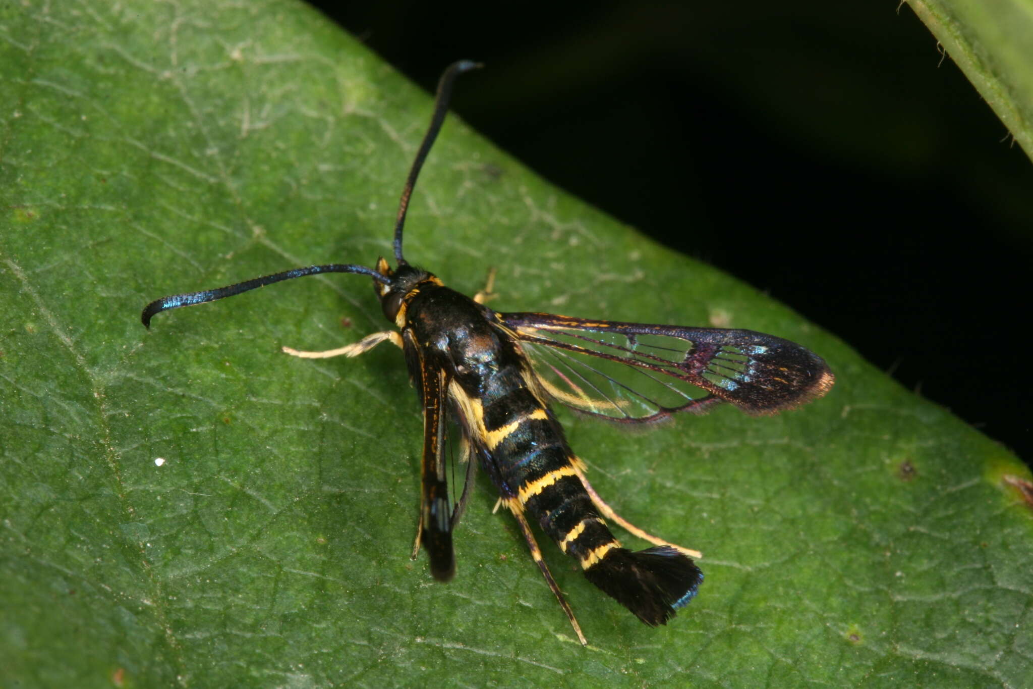 Image of Synanthedon spuleri Fuchs 1908