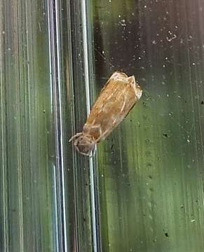 Image of Dancing moth