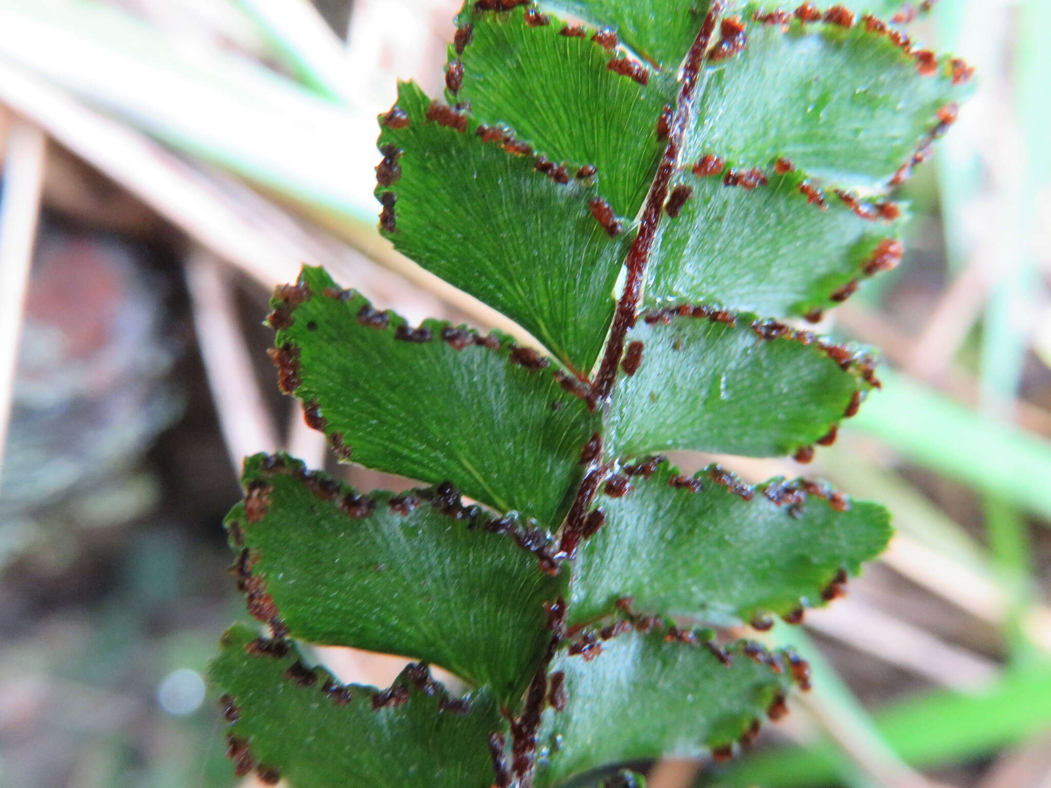 Image de Adiantum hispidulum Sw.