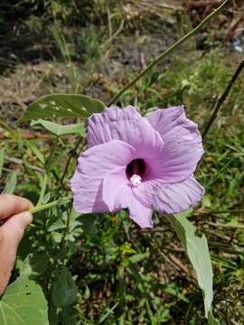 Hibiscus striatus subsp. lambertianus (Kunth) Blanchard的圖片