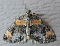 Image of Orange-barred Carpet