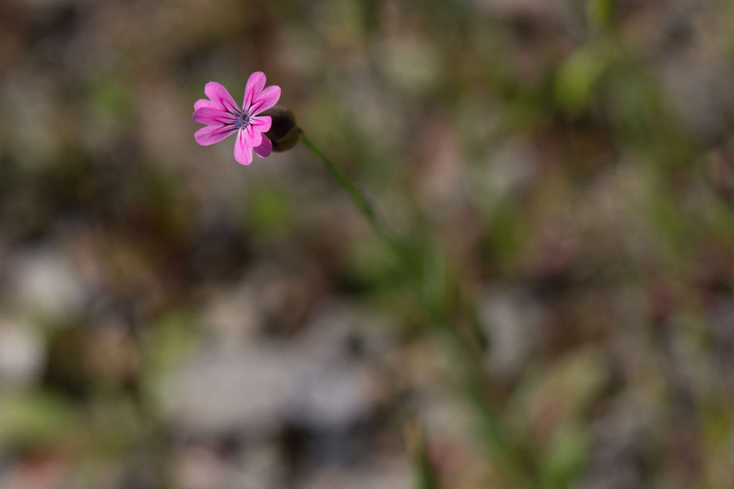 Image of hairypink