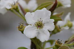 Image of Chinese pear