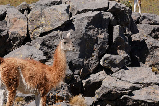 Image of Guanaco