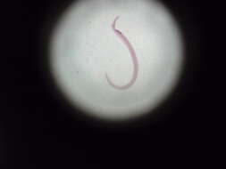 Image de Schistosomatoidea