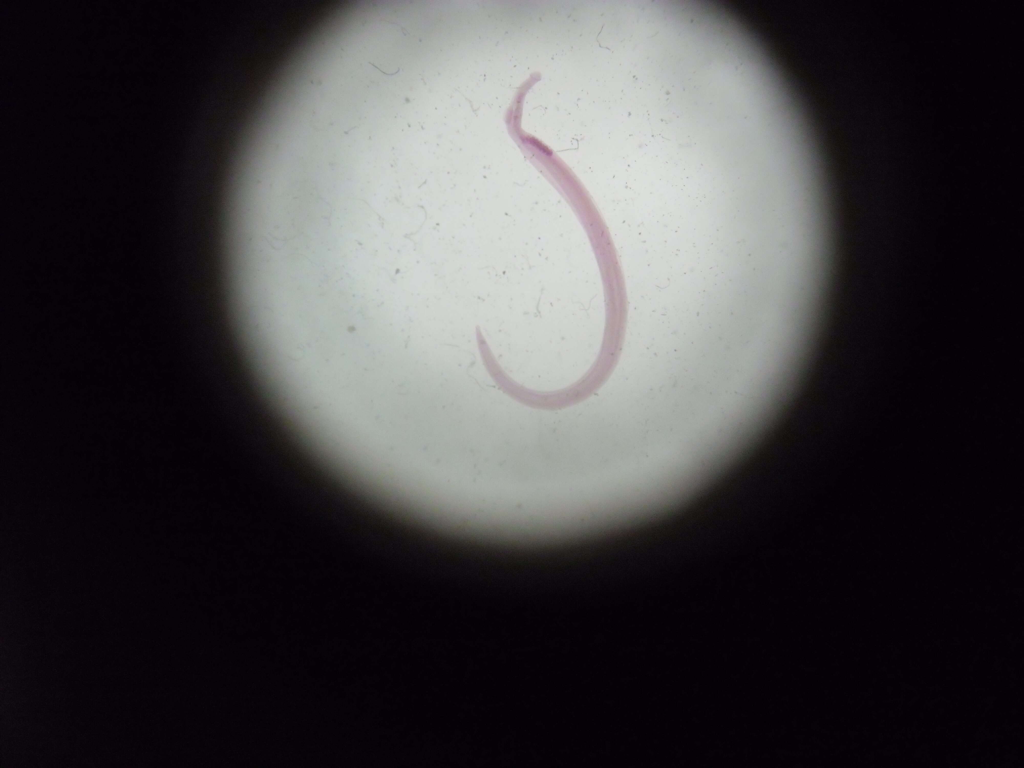 Image de Schistosomatoidea