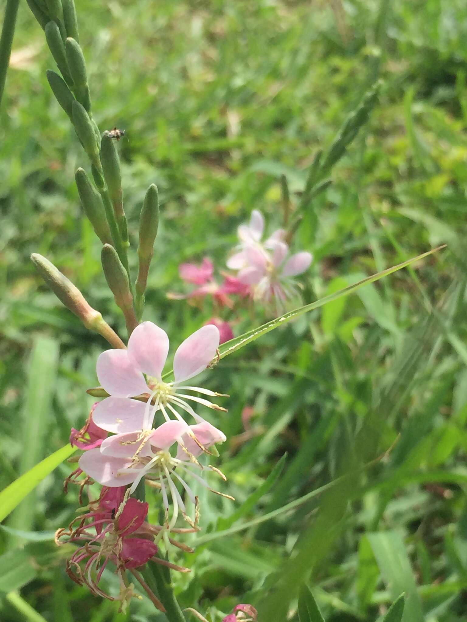 Oenothera hispida (Benth.) W. L. Wagner, Hoch & Zarucchi resmi