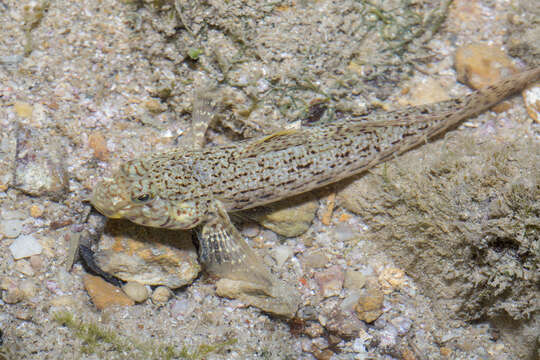 Image of Ornate goby