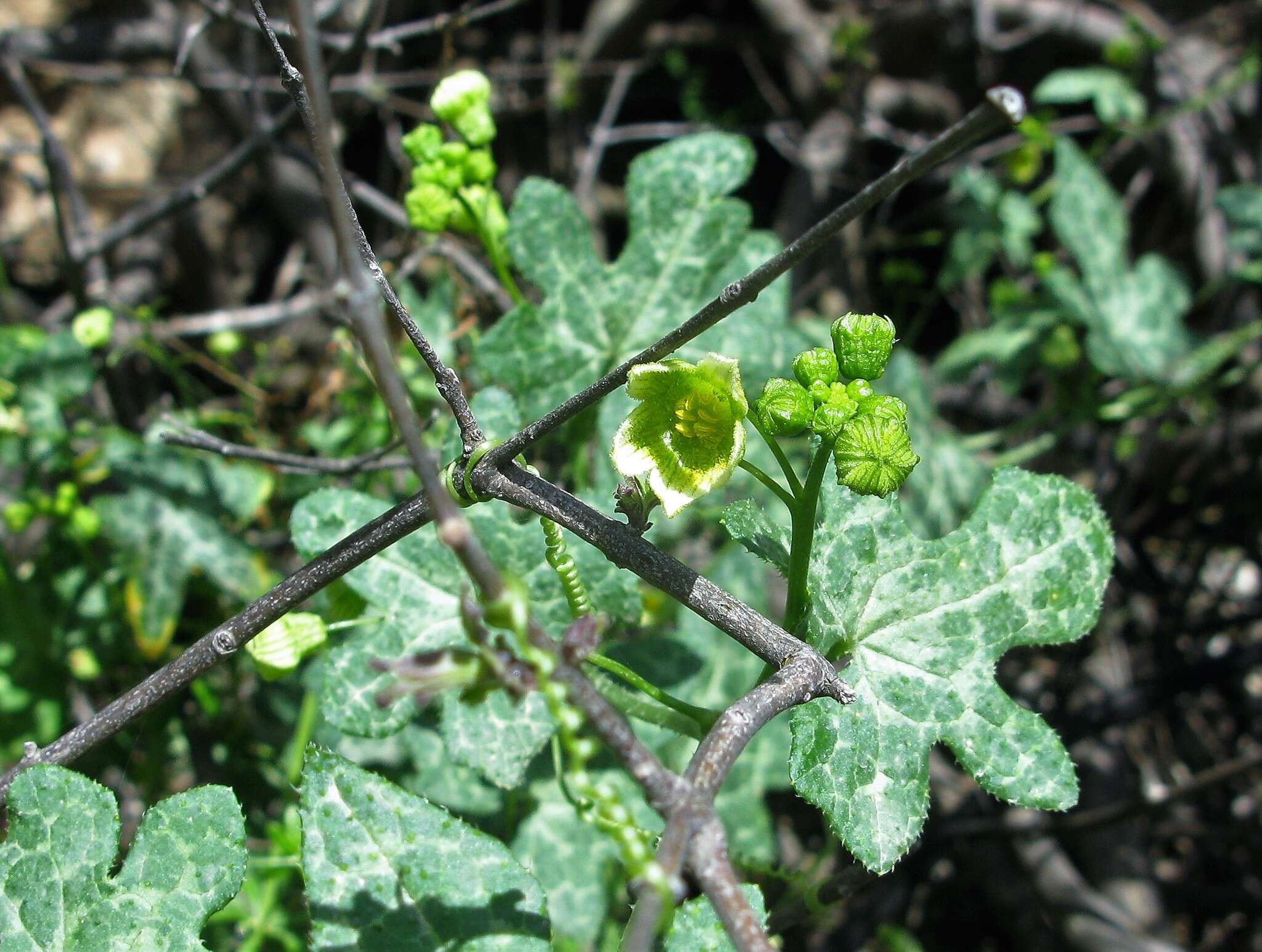 Image of Bryonia cretica subsp. cretica