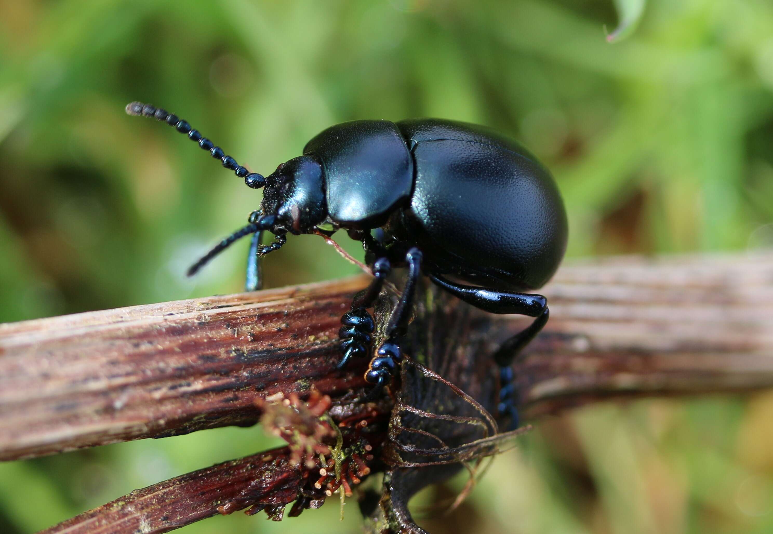 Image of Timarcha tenebricosa