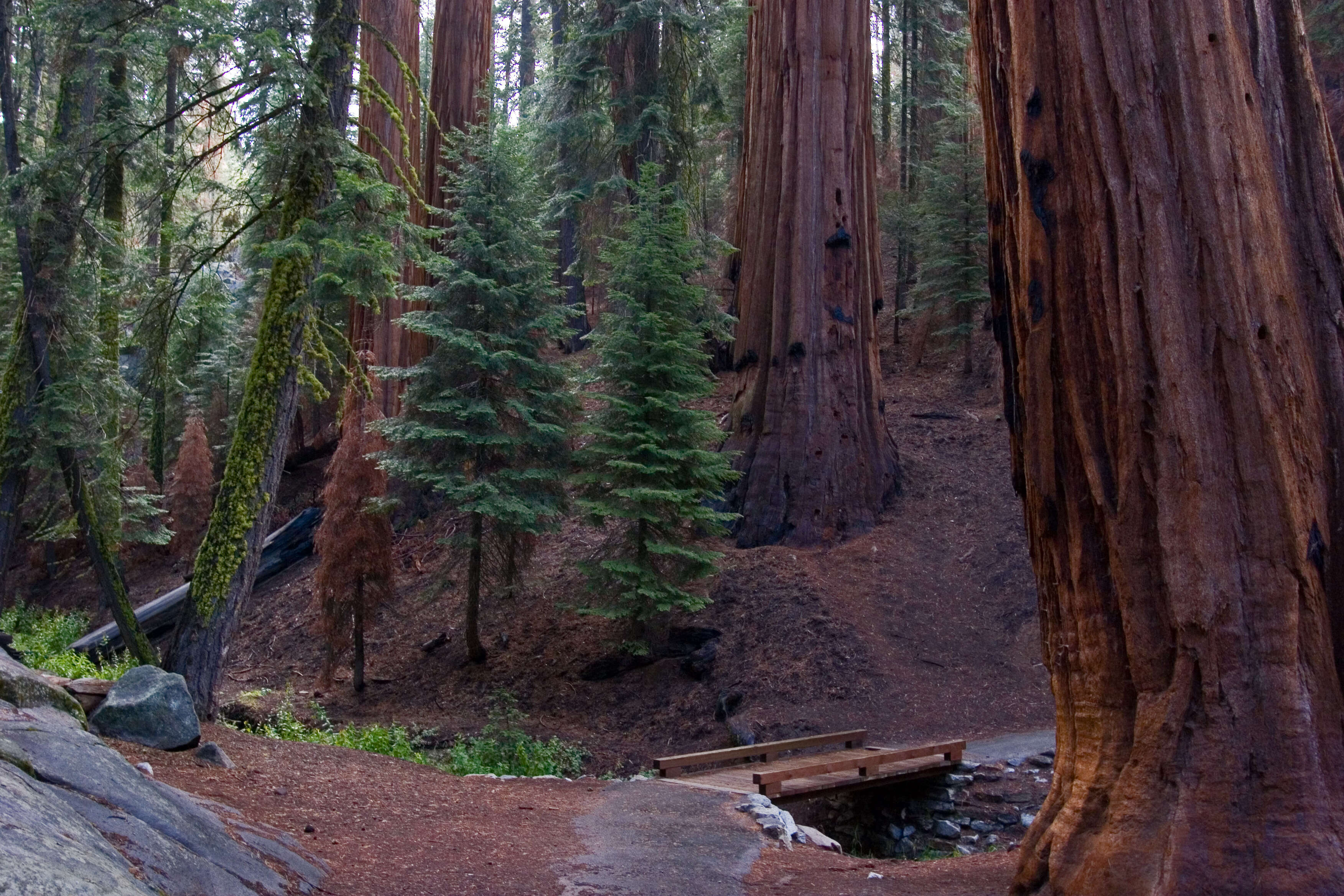 Image of giant sequoia