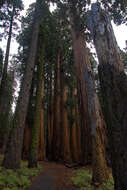 Image of giant sequoia