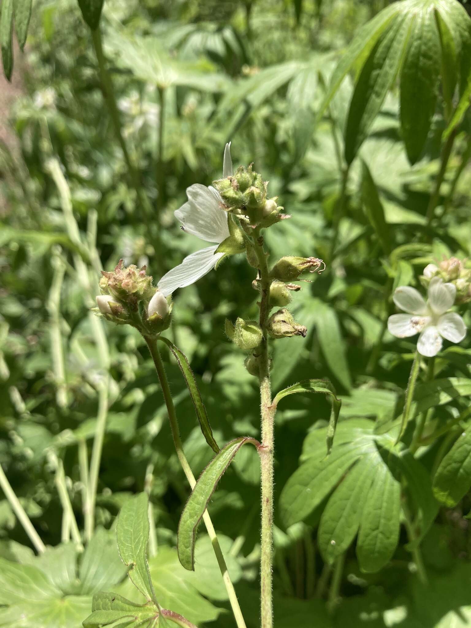 Sivun Sidalcea candida A. Gray kuva