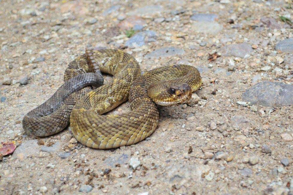 Image of Crotalus molossus oaxacus Gloyd 1948