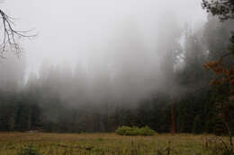 Image of giant sequoia