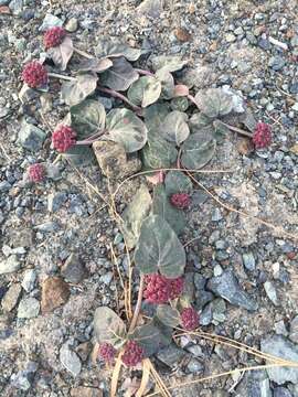 Image of serpentine milkweed