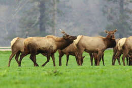 Image of North American elk