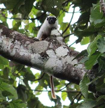 Image of Brazilian Bare-faced Tamarin