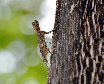 Image of Indian flying lizard