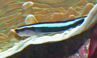 Image of Northern Neon Goby