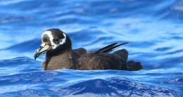 Image of Spectacled Petrel