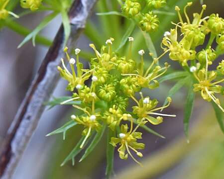 Image of Utah desertparsley