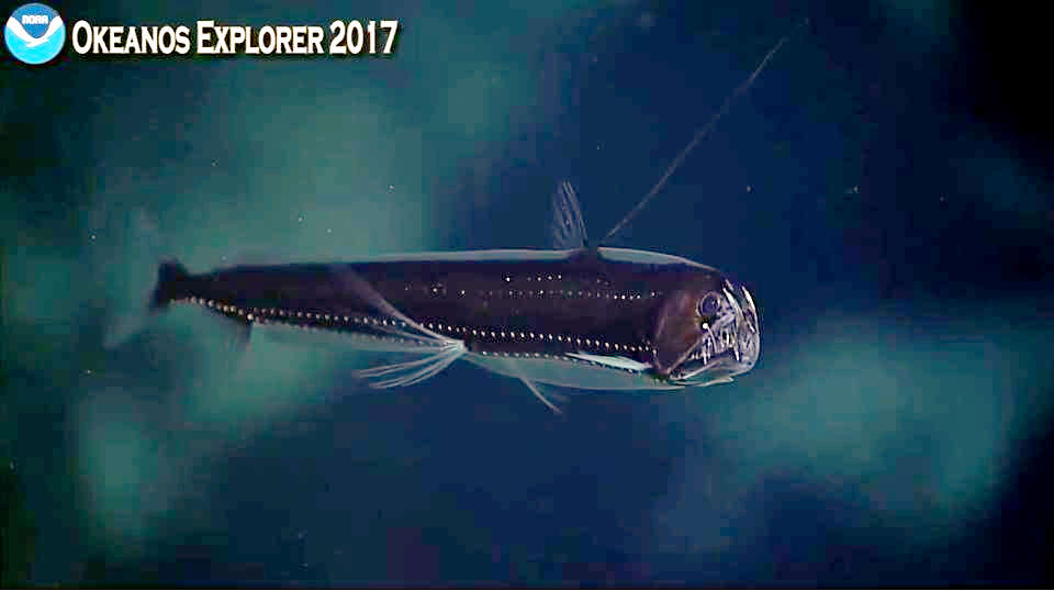 Image of viperfish