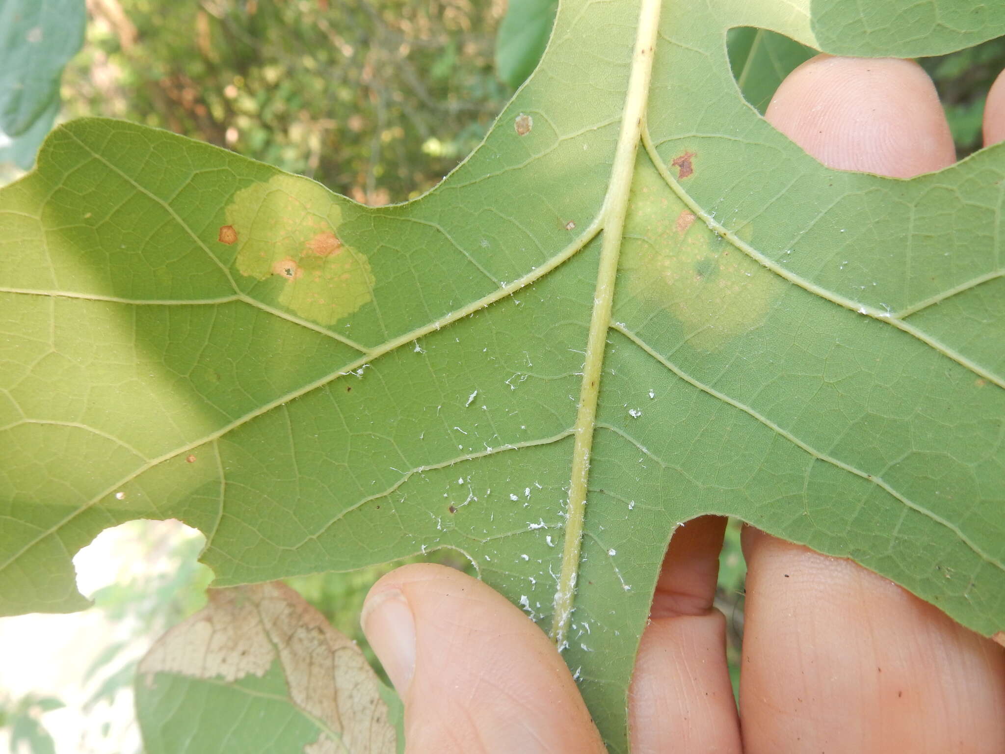 Image of Oak Blotch Miner