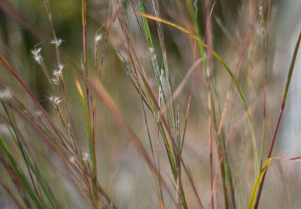 Imagem de Schizachyrium scoparium (Michx.) Nash