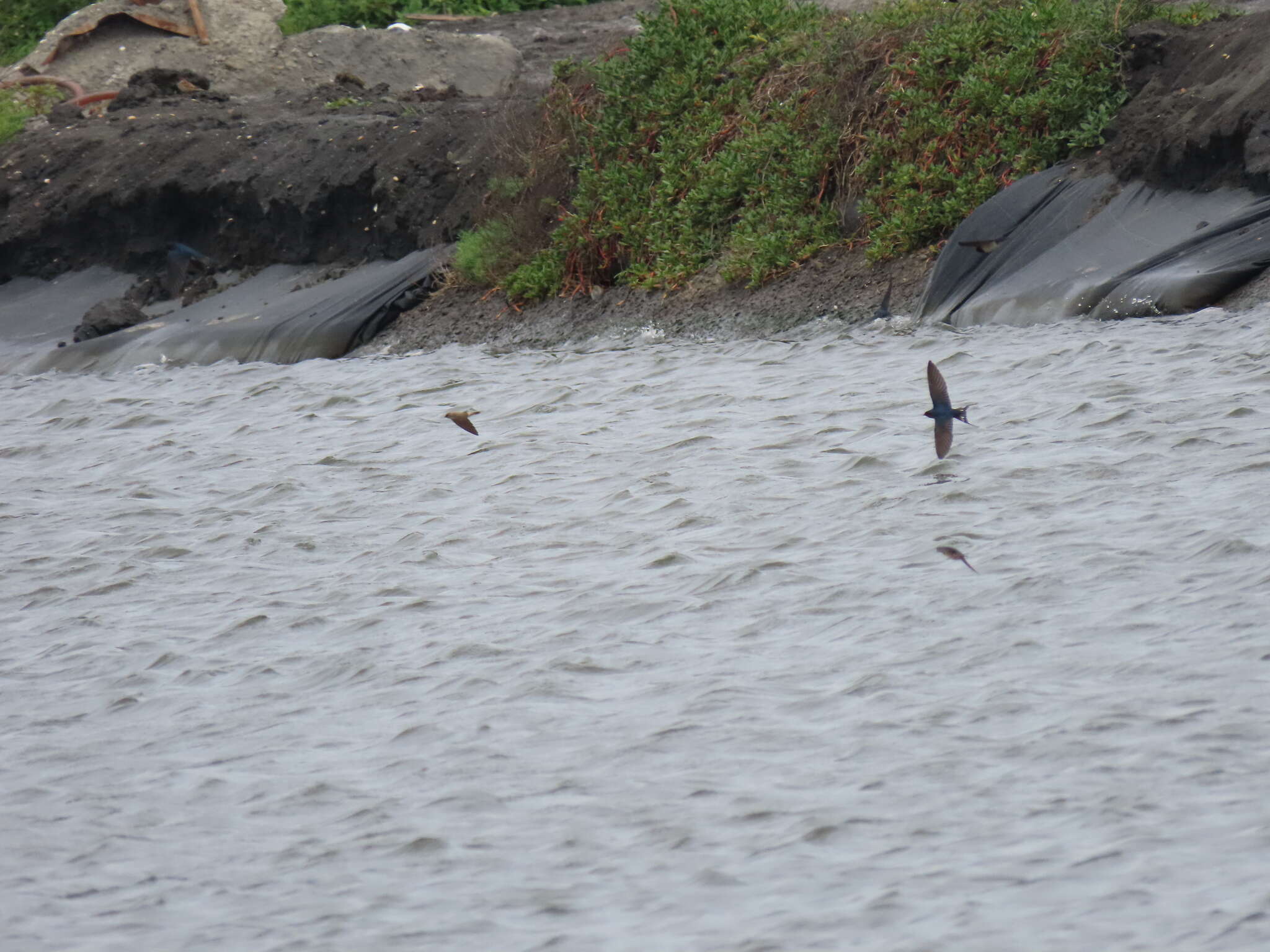 Image of Grey-throated Martin