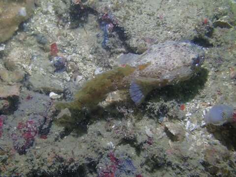 Image of Broadbent&#39;s frogfish