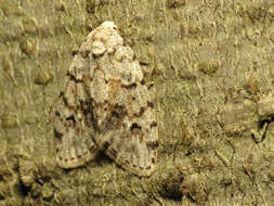 Image of Little White Lichen Moth