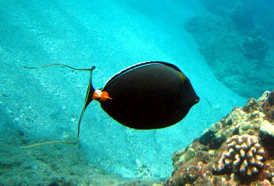 Image of Barcheek Unicornfish