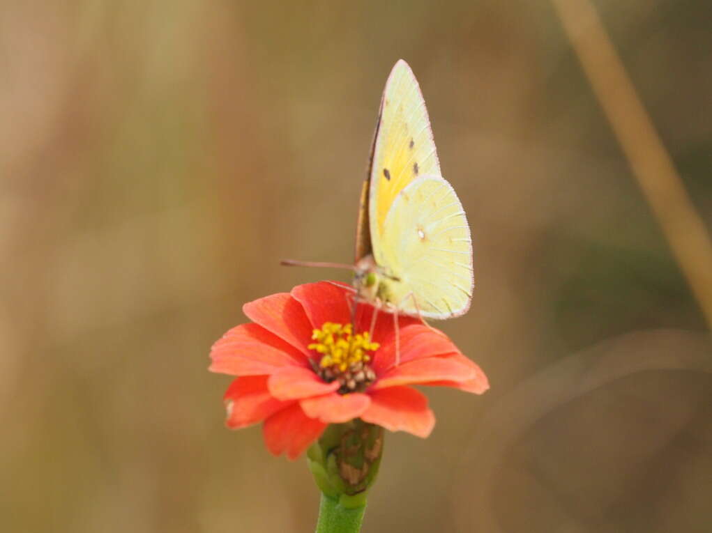 Image of <i>Colias <i>electo</i></i> electo