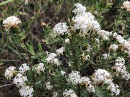 Image of Pimelea glauca R. Br.