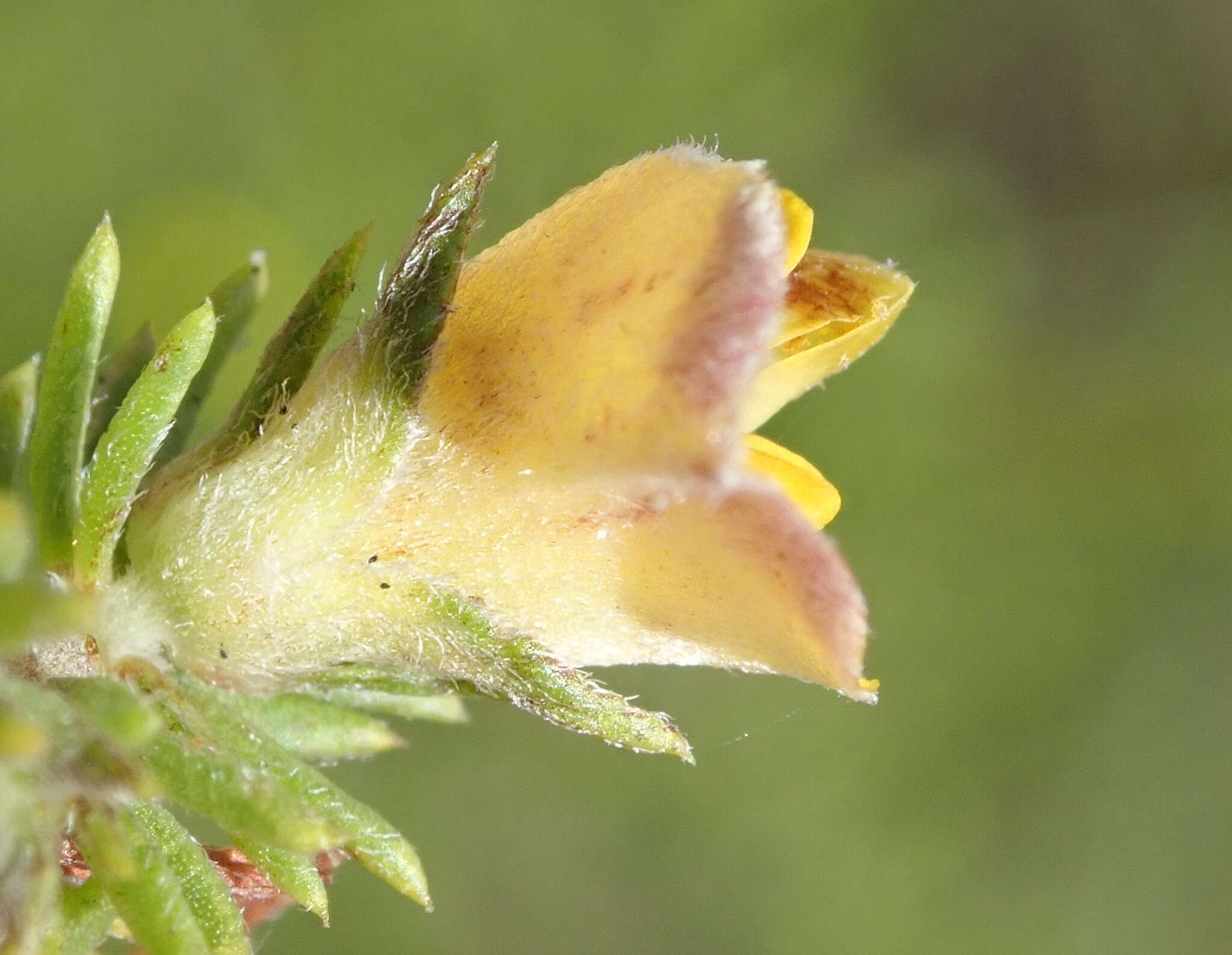 Слика од Aspalathus opaca subsp. opaca