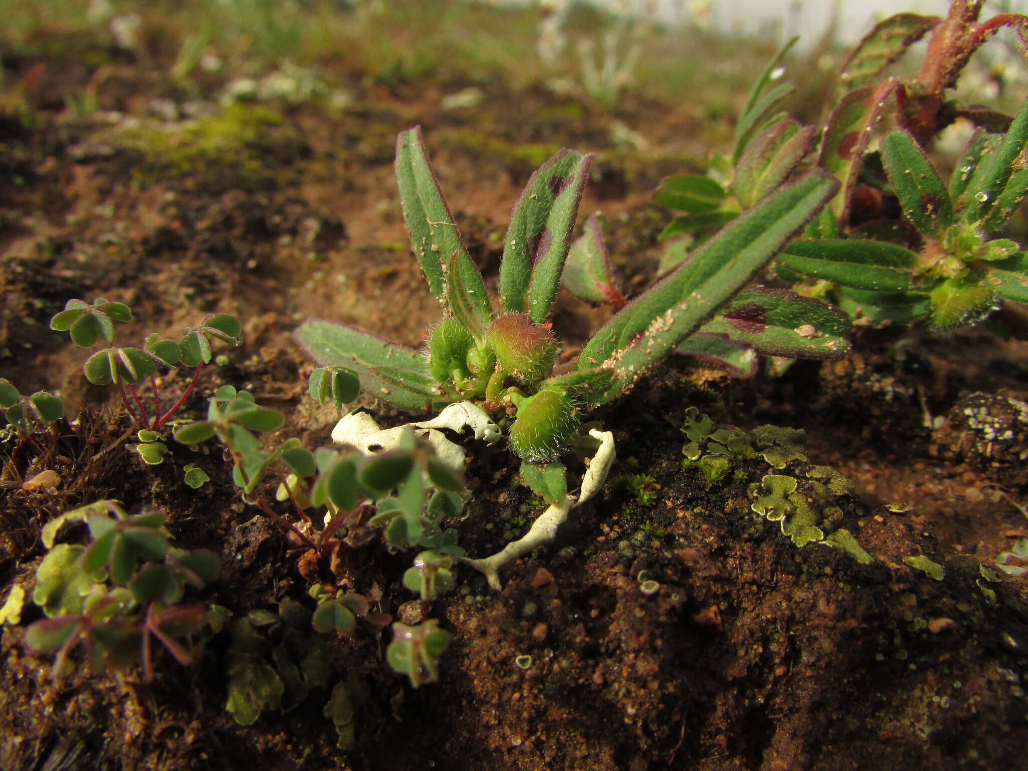 Euphorbia cuphosperma (Engelm.) Boiss. resmi