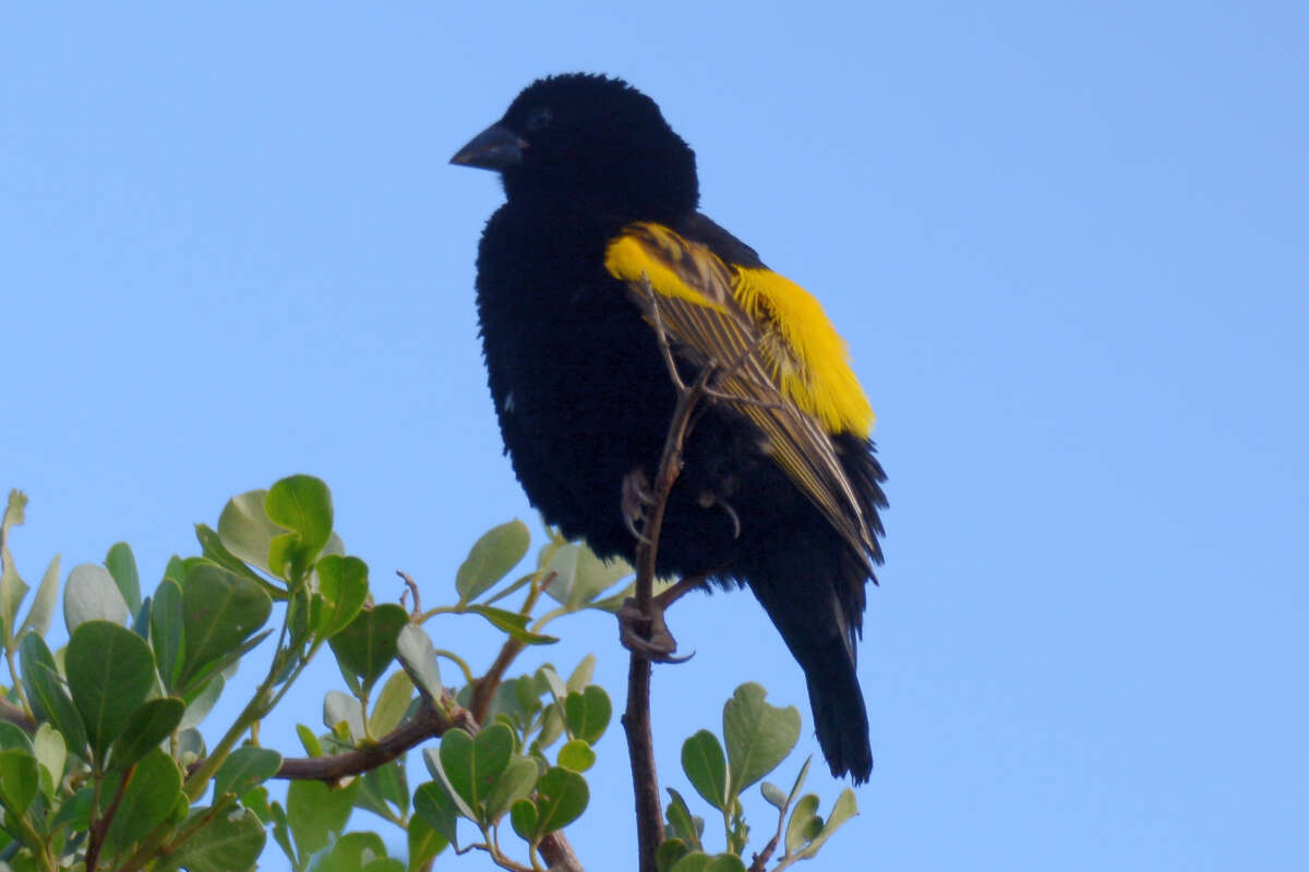 Image of Yellow Bishop