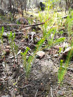 Image of Calytrix tetragona Labill.