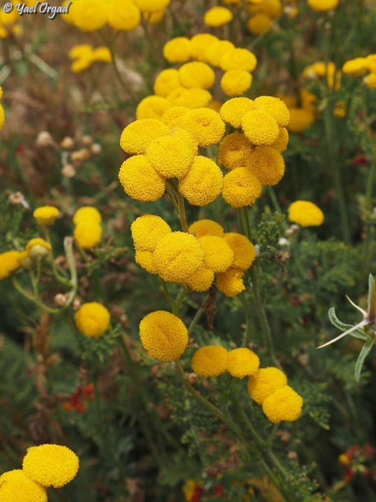 Image of Tanacetum aucheri DC.