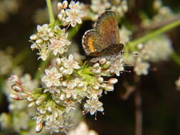 Image of Euphilotes bernardino (Barnes & McDunnough 1916)