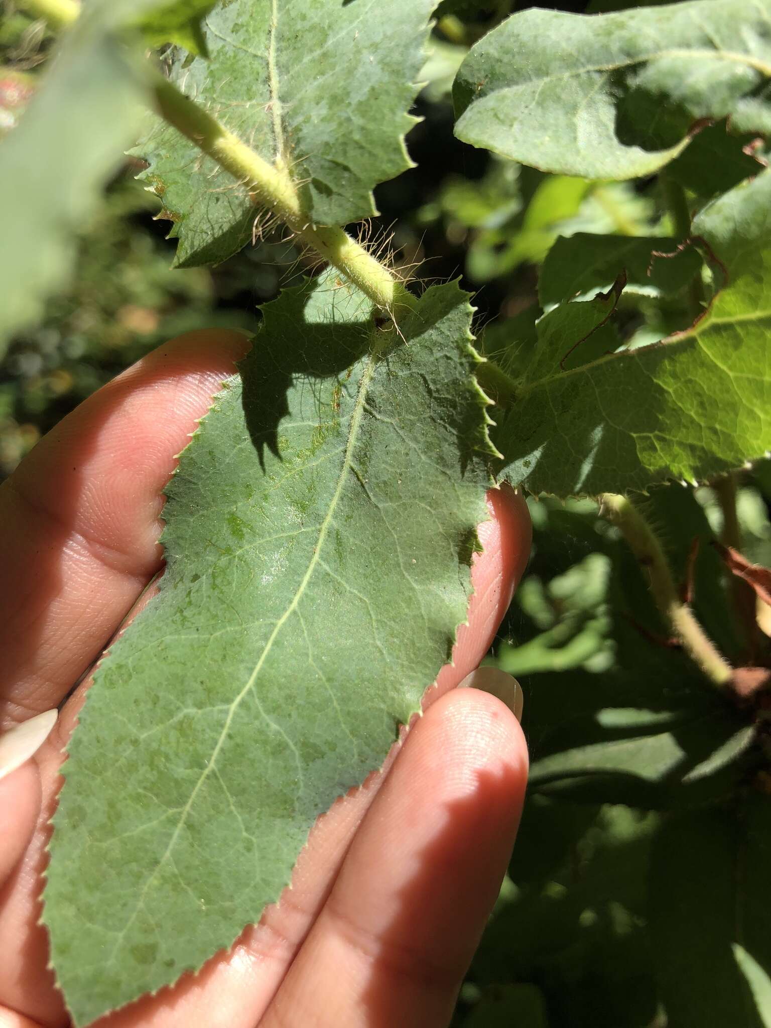 Image de Arctostaphylos andersonii A. Gray