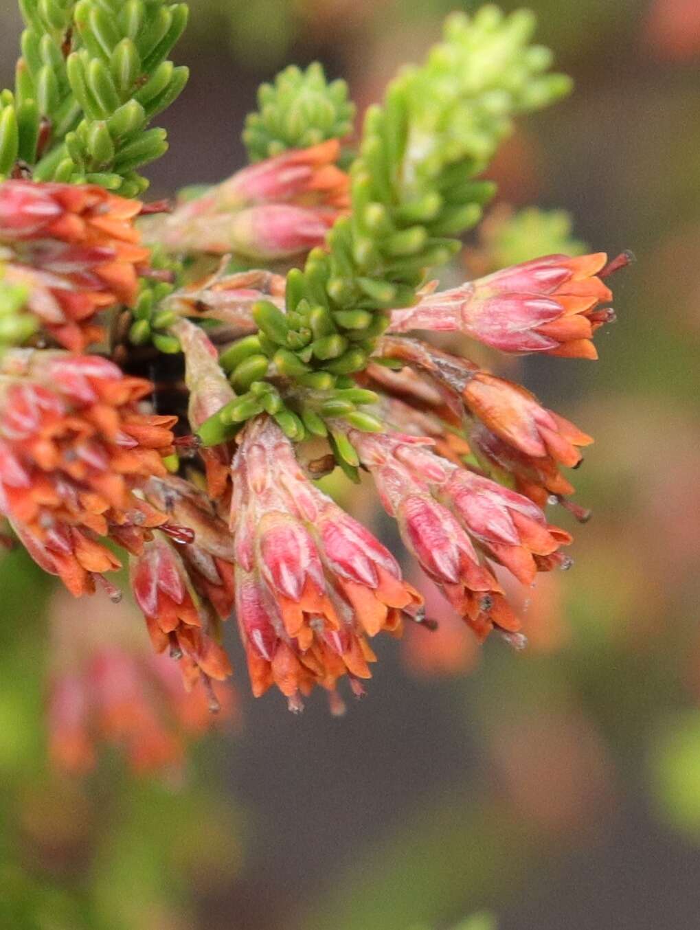 Слика од Erica caffrorum Bolus