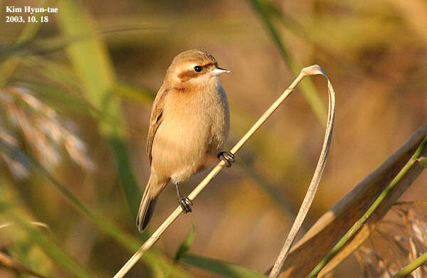 Image of Chinese Penduline Tit