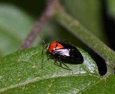 Image of Neocapsus cuneatus Distant 1893