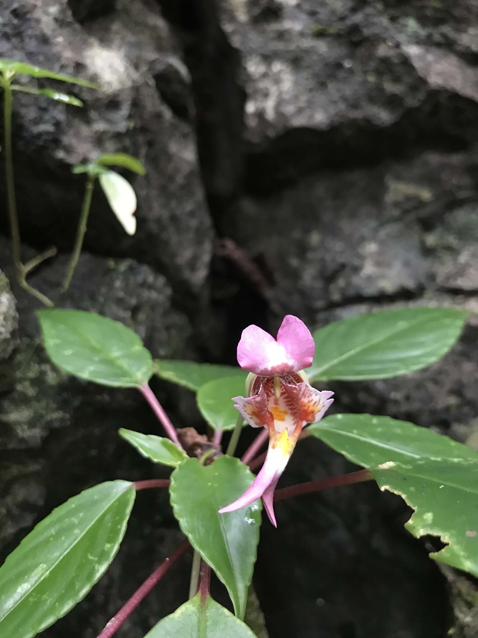 Imagem de Impatiens bonii Hook. fil.