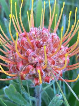 Image of Leucospermum gerrardii Stapf