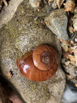 Image of Terrycarlessia turbinata Stanisic 2010